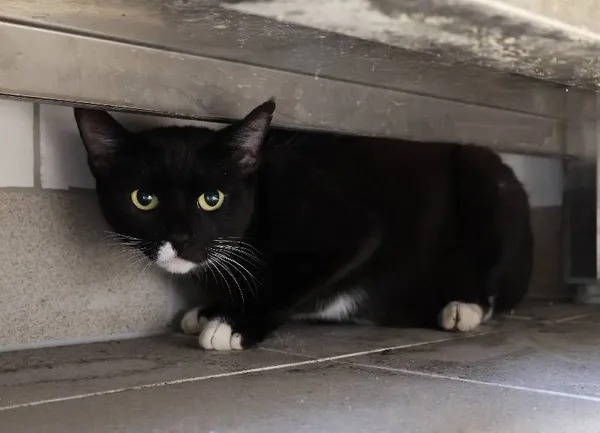 Znaleziono kota, Łódź, 27 września 2025 (1/3)