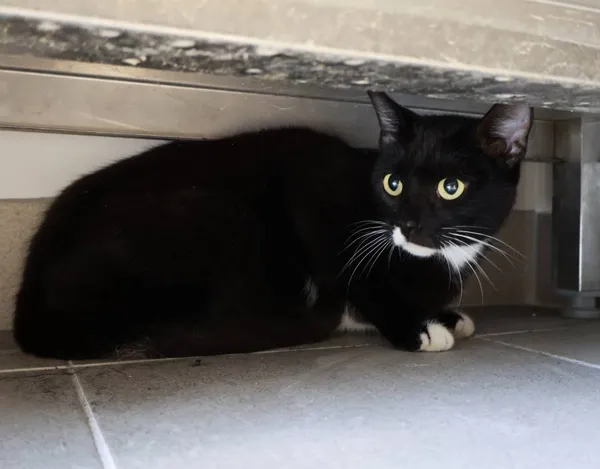 Znaleziono kota, Łódź, 27 września 2025 (2/3)