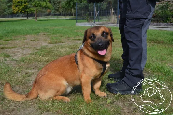 Pies do adopcji, Chełmek, 11 października 2024