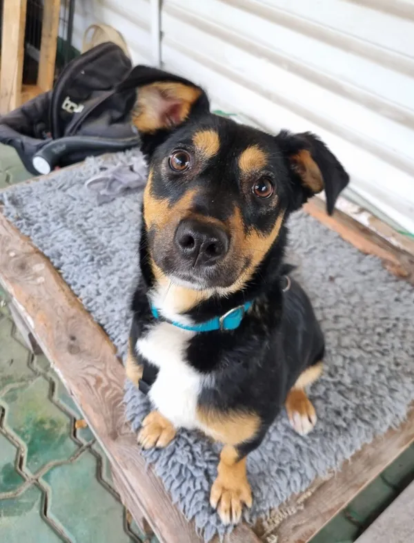 Pies do adopcji, Milanówek, 3 grudnia 2025 (1/5)