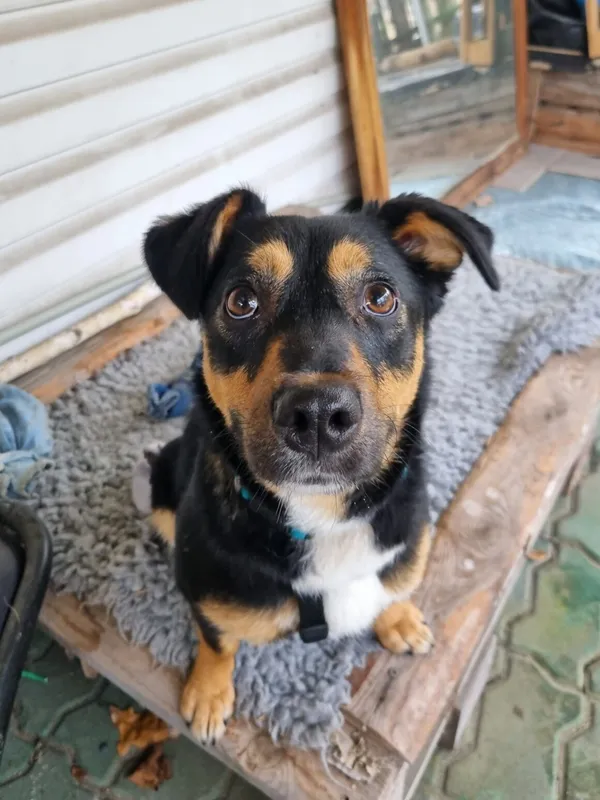 Pies do adopcji, Milanówek, 3 grudnia 2025 (2/5)