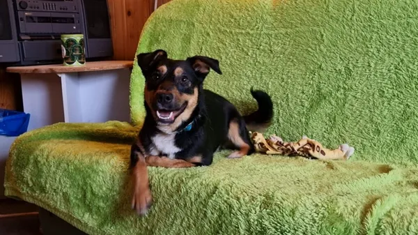 Pies do adopcji, Milanówek, 3 grudnia 2025 (3/5)