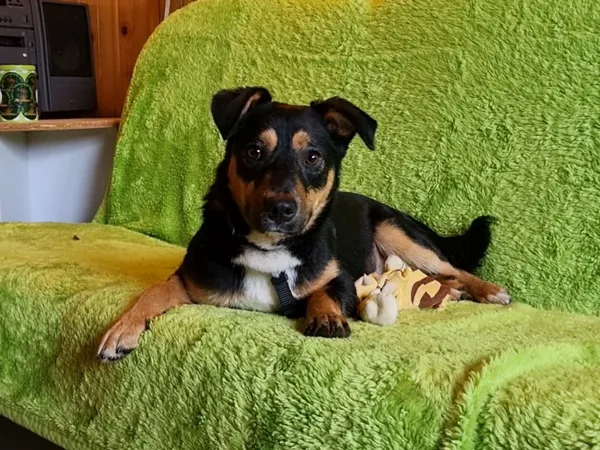 Pies do adopcji, Milanówek, 3 grudnia 2025 (4/5)