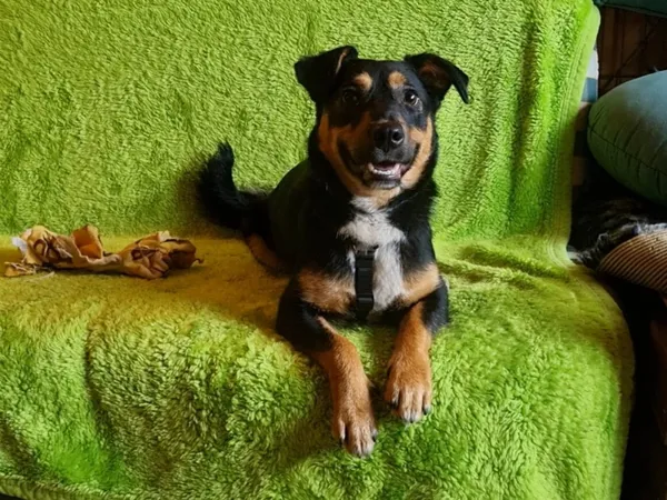 Pies do adopcji, Milanówek, 3 grudnia 2025 (5/5)