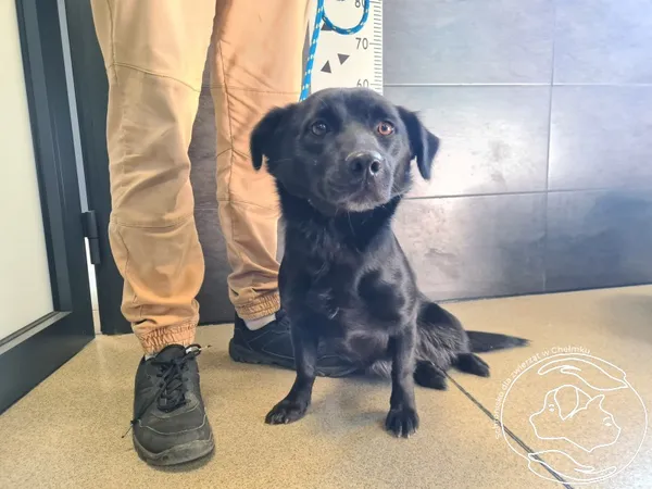 Znaleziono psa, Chełmek, 27 września 2025