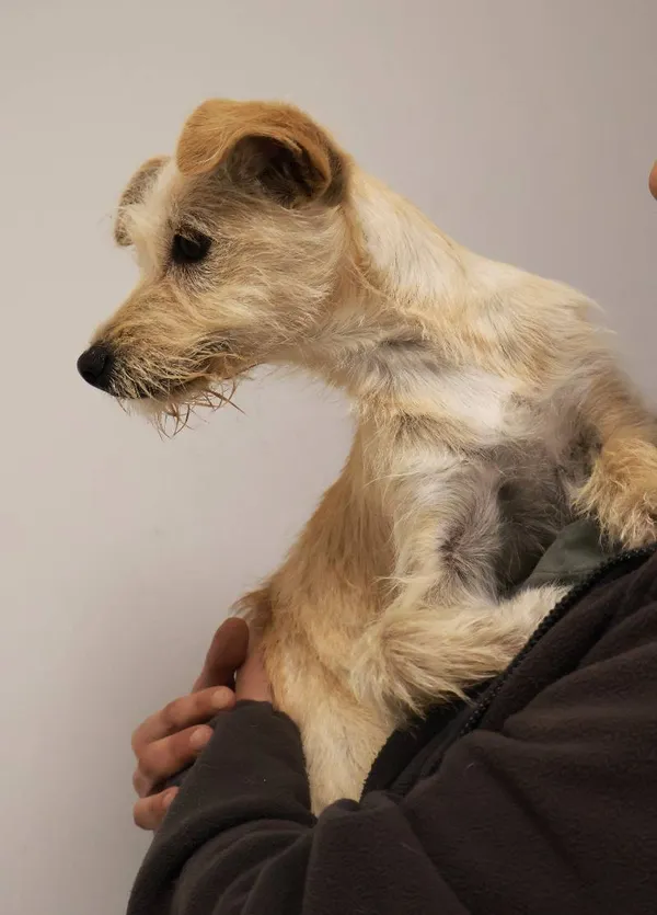 Znaleziono psa, Łódź, 28 września 2025 (1/4)