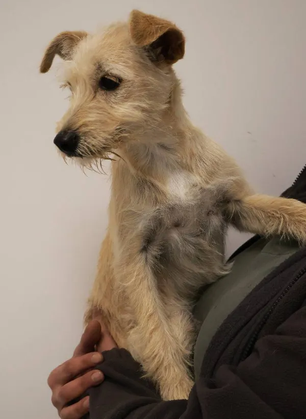 Znaleziono psa, Łódź, 28 września 2025 (4/4)