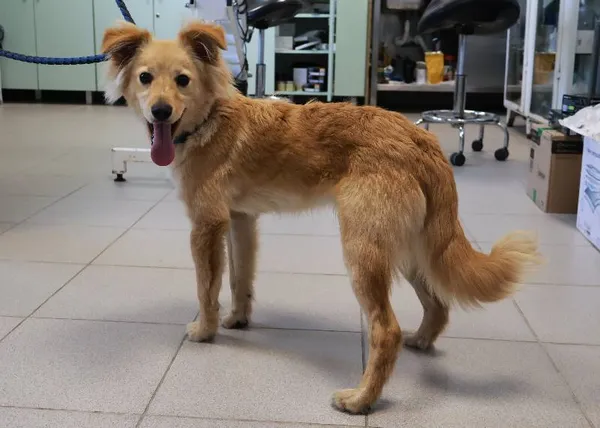 Znaleziono psa, Łódź, 27 września 2025 (1/4)