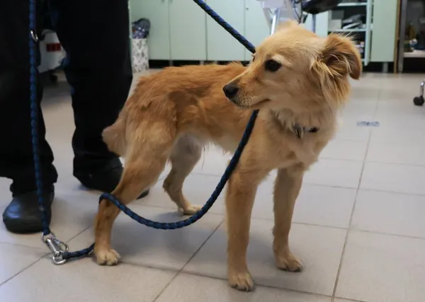 Znaleziono psa, Łódź, 27 września 2025 (2/4)