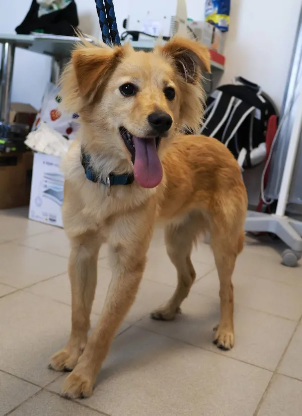 Znaleziono psa, Łódź, 27 września 2025 (4/4)