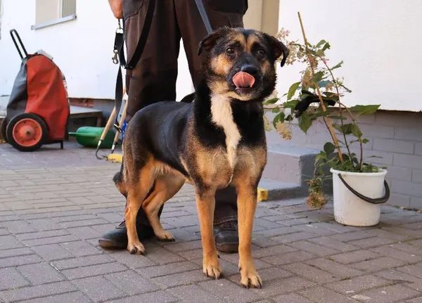 Znaleziono psa, Łódź, 27 września 2025 (1/4)