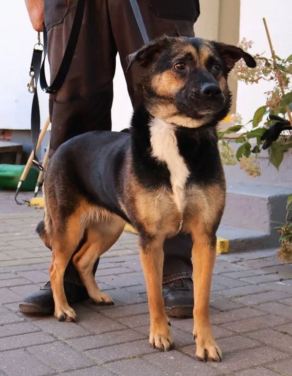 Znaleziono psa, Łódź, 27 września 2025 (2/4)