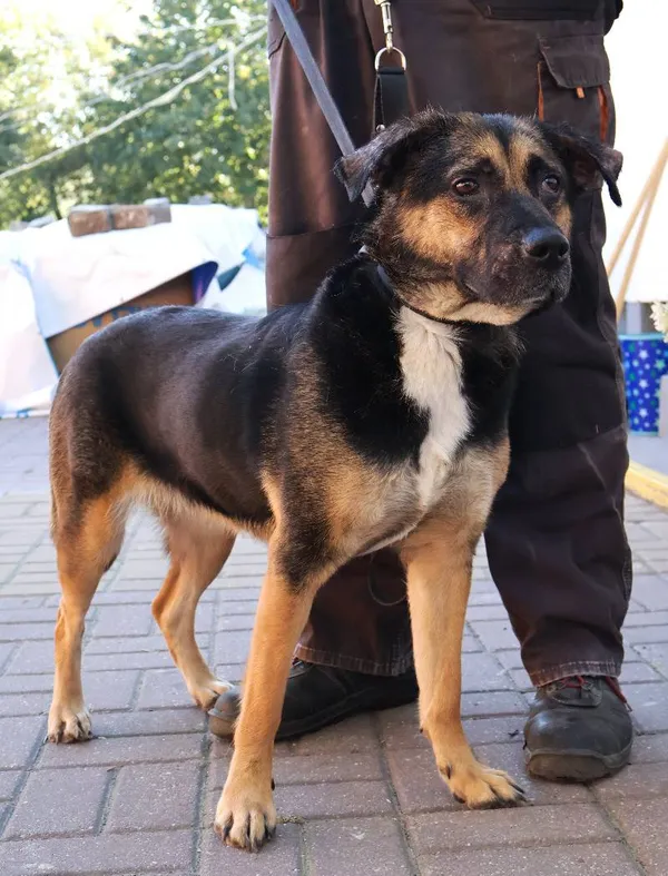 Znaleziono psa, Łódź, 27 września 2025 (3/4)