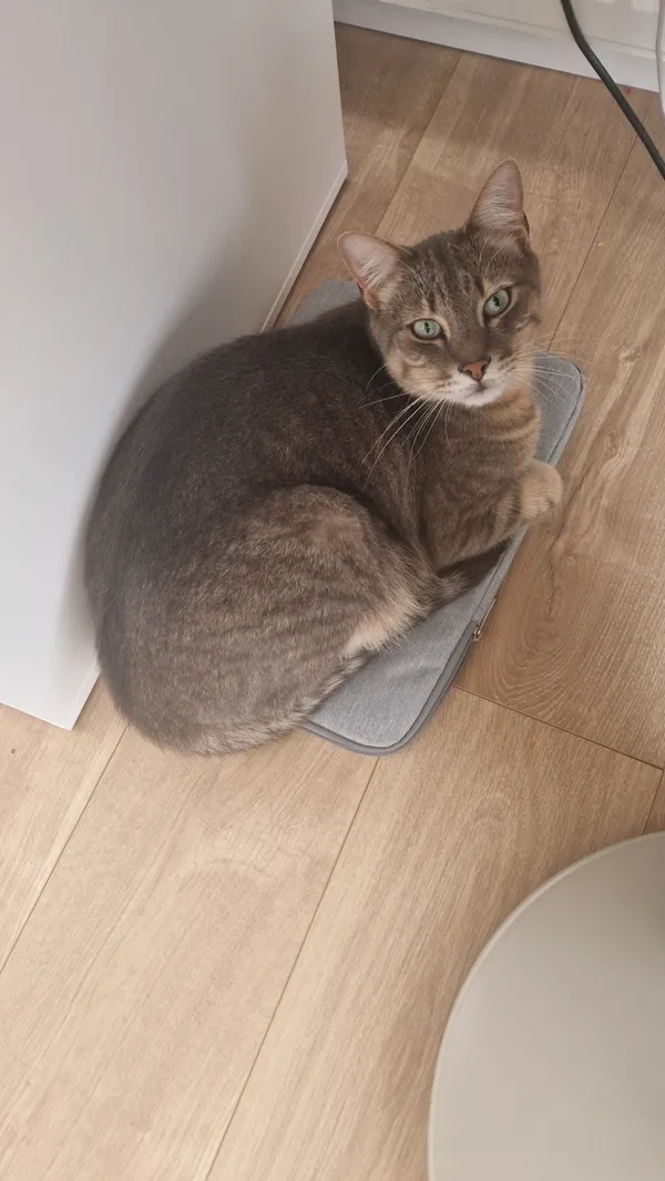 Zaginął kot, Mierzyn, 29 września 2025 (1/5)