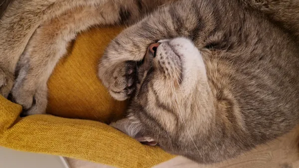 Zaginął kot, Mierzyn, 29 września 2025 (2/5)