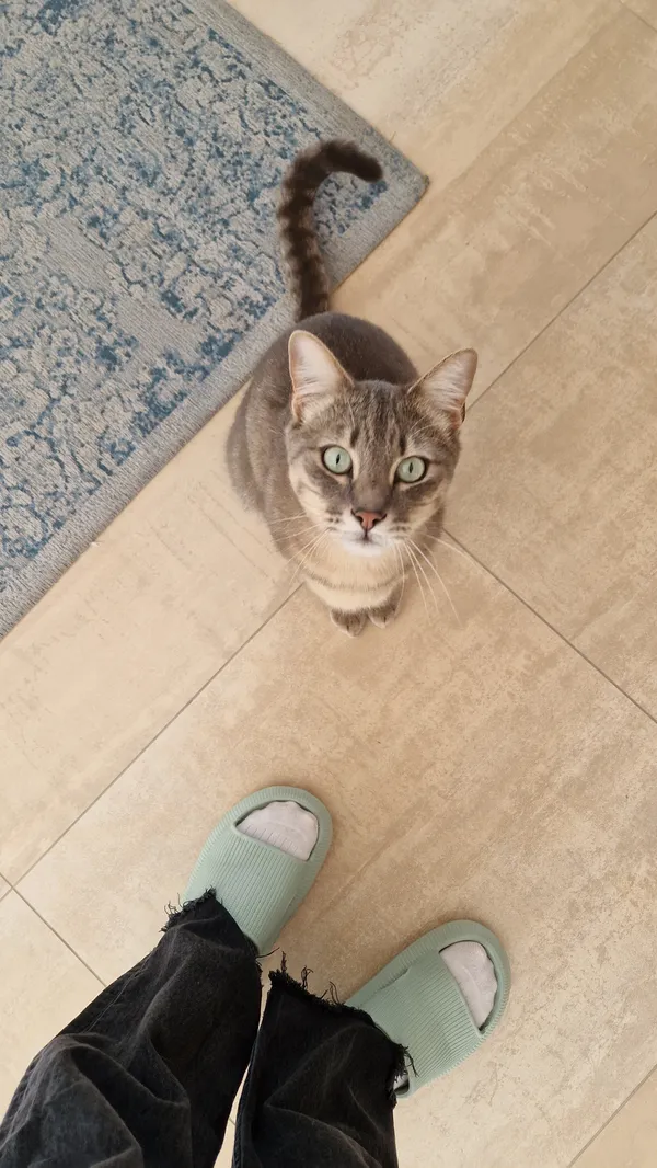 Zaginął kot, Mierzyn, 29 września 2025 (3/5)