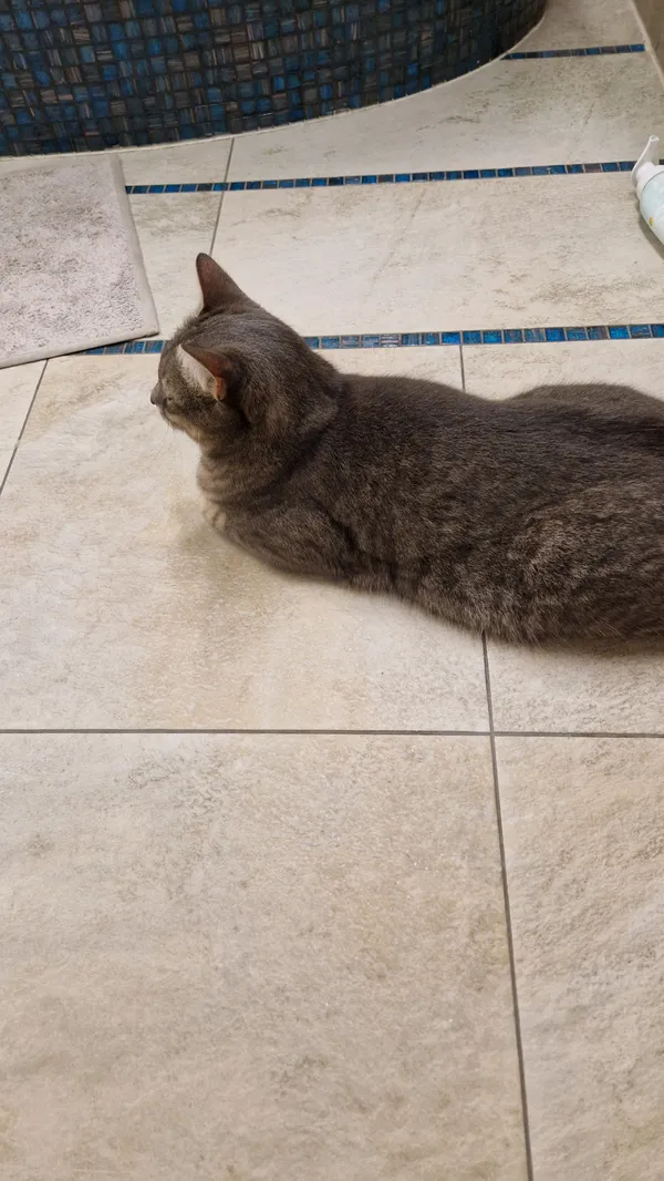 Zaginął kot, Mierzyn, 29 września 2025 (4/5)