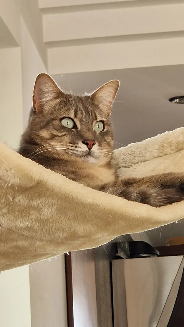 Zaginął kot, Mierzyn, 29 września 2025 (5/5)