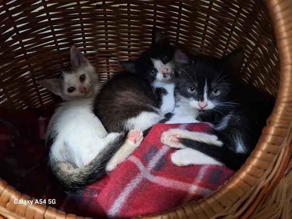 Kot do adopcji, Orzechowce, 28 września 2025 (1/5)