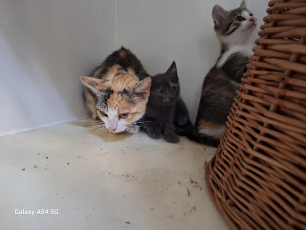 Kot do adopcji, Orzechowce, 28 września 2025 (2/5)