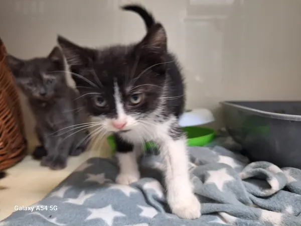 Kot do adopcji, Orzechowce, 28 września 2025 (3/5)