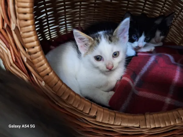 Kot do adopcji, Orzechowce, 28 września 2025 (4/5)