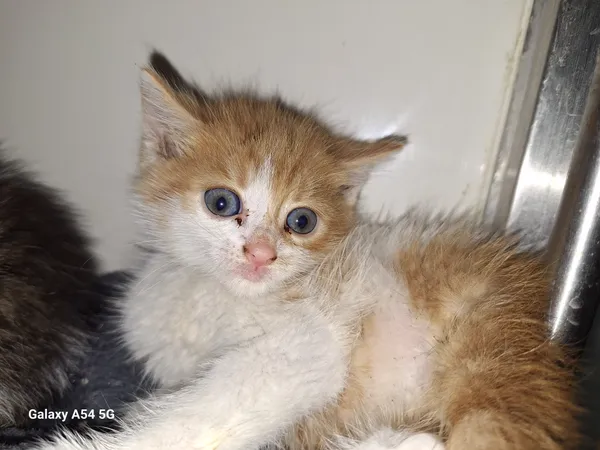 Kot do adopcji, Orzechowce, 28 września 2025 (3/5)