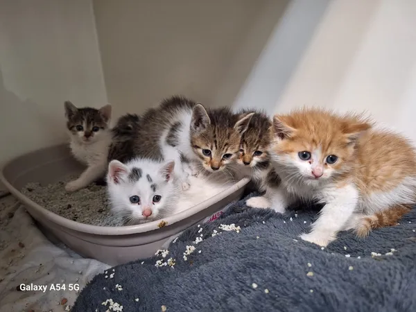 Kot do adopcji, Orzechowce, 28 września 2025 (5/5)