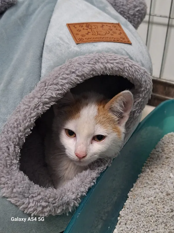 Kot do adopcji, Orzechowce, 28 września 2025 (1/2)