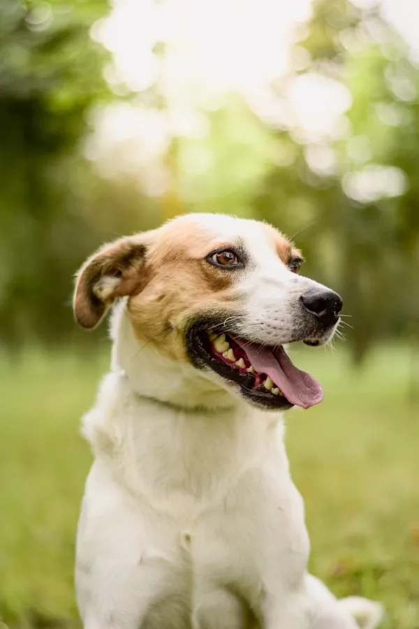 Pies do adopcji, Radom, 4 grudnia 2025 (1/5)