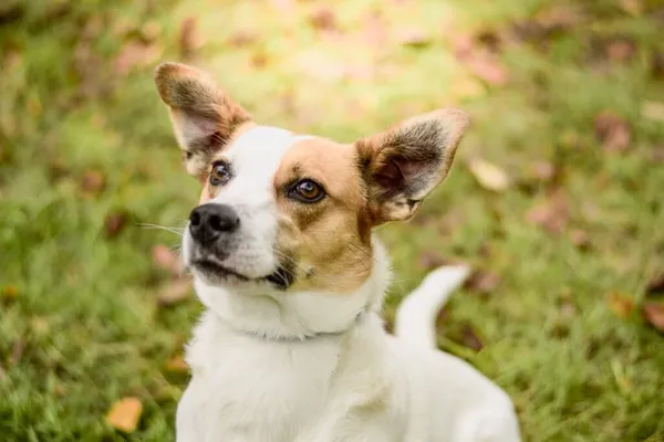 Pies do adopcji, Radom, 4 grudnia 2025 (3/5)