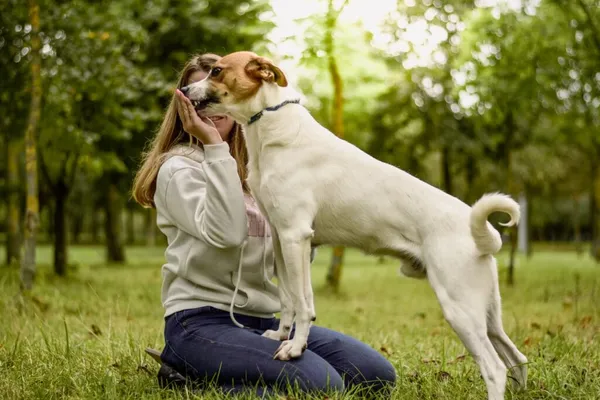 Pies do adopcji, Radom, 4 grudnia 2025 (4/5)