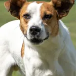 Pies do adopcji