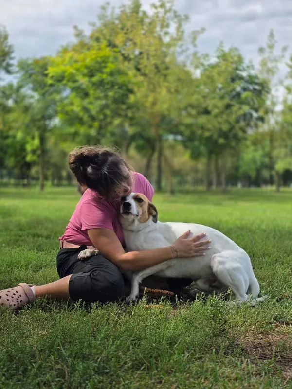 Pies do adopcji, Radom, 25 sierpnia 2026 (5/5)