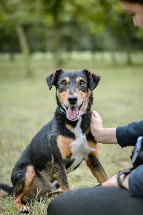 Pies do adopcji, Radom, 28 września 2025 (1/5)