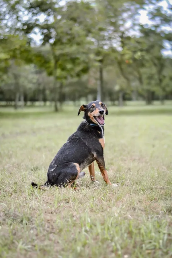 Pies do adopcji, Radom, 28 września 2025 (4/5)