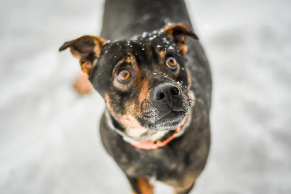 Pies do adopcji, Radom, 28 stycznia 2026 (1/5)