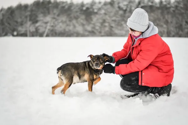 Pies do adopcji, Radom, 28 stycznia 2026 (4/5)