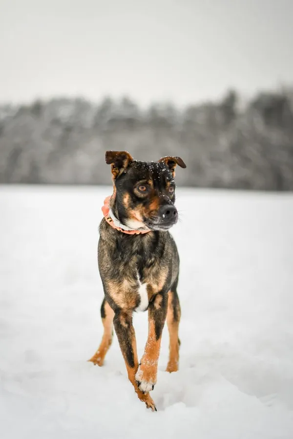 Pies do adopcji, Radom, 28 stycznia 2026 (5/5)