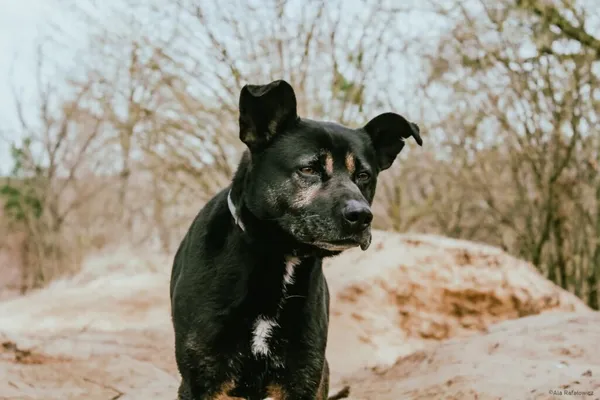 Pies do adopcji, Radom, 28 czerwca 2025 (1/5)