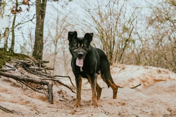 Pies do adopcji, Radom, 28 czerwca 2025 (2/5)