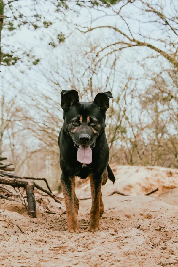 Pies do adopcji, Radom, 28 czerwca 2025 (3/5)