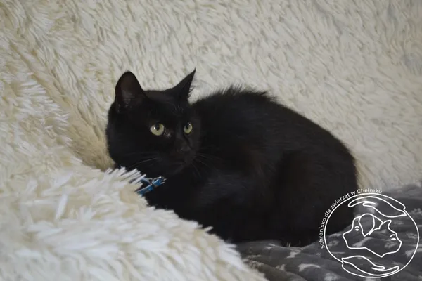 Kot do adopcji, Chełmek, 11 sierpnia 2025