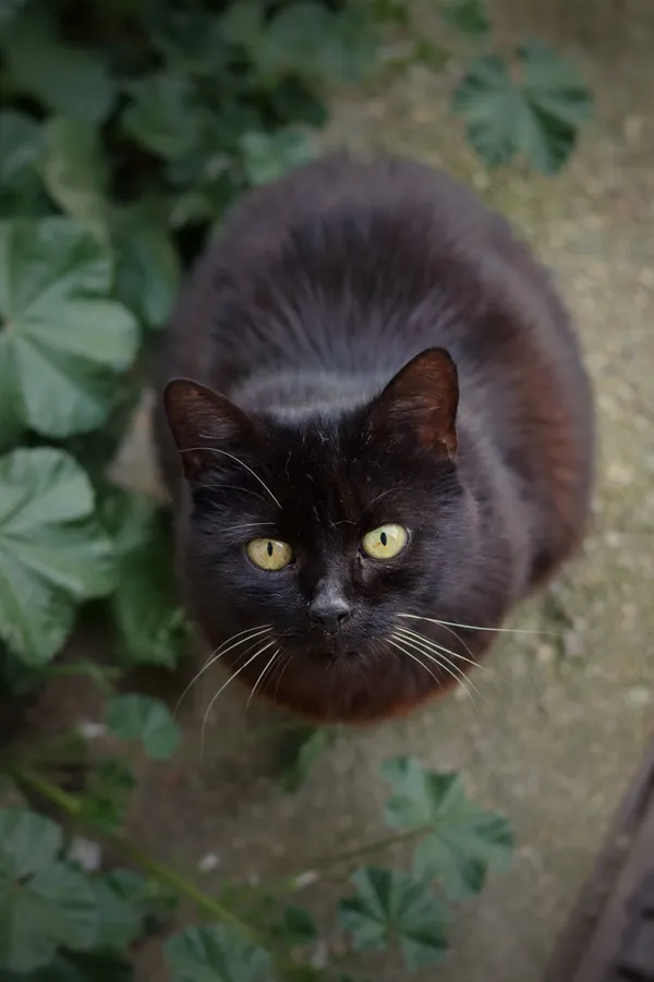 Kot do adopcji, Dłużyna Górna, 29 września 2025 (1/5)