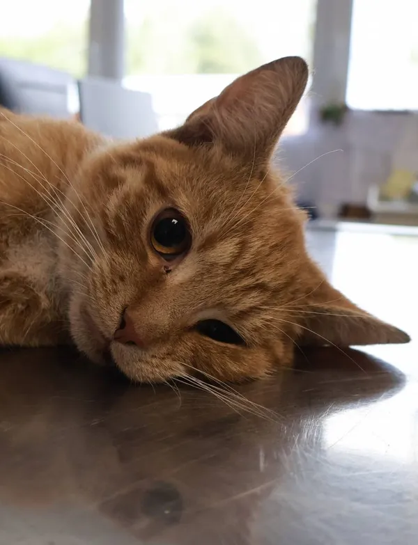 Znaleziono kota, Łódź, 29 września 2025 (2/2)