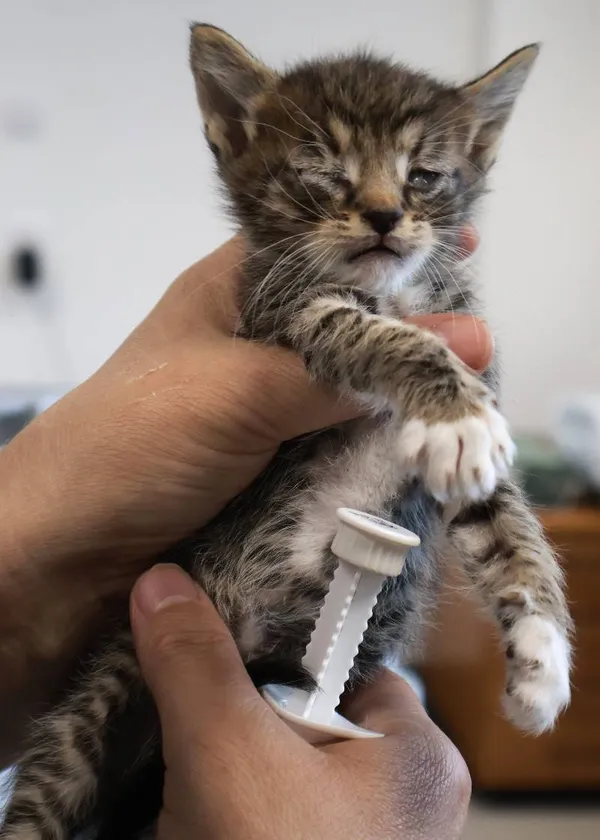 Znaleziono kota, Łódź, 28 września 2025 (1/5)