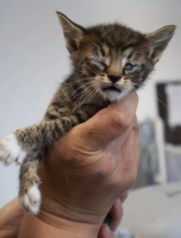 Znaleziono kota, Łódź, 28 września 2025 (2/5)