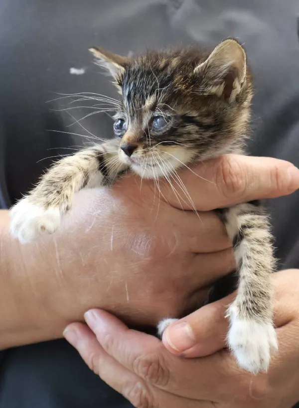 Znaleziono kota, Łódź, 28 września 2025 (3/5)