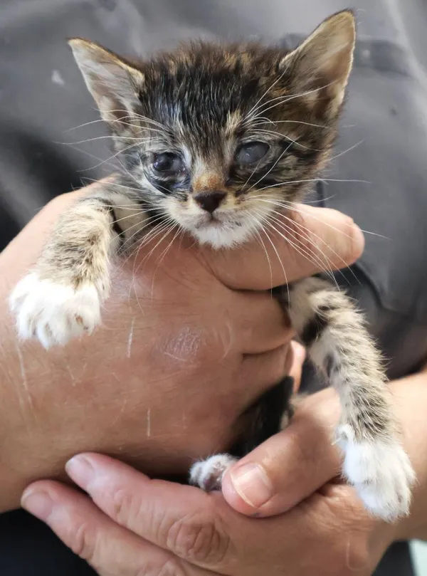 Znaleziono kota, Łódź, 28 września 2025 (4/5)