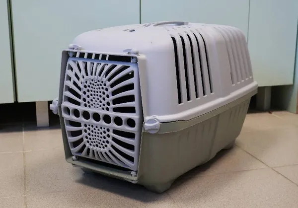 Znaleziono kota, Łódź, 28 września 2025 (5/5)